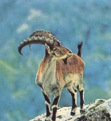 Walia Ibex in Simien Mountains - Endemic