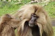 Trekking in Simien Mountains - Gelada Baboon