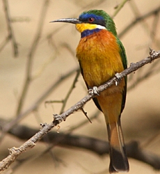 Bird Watching in Ethiopia - Heron