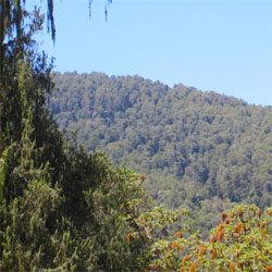 Bale Mountains Tour