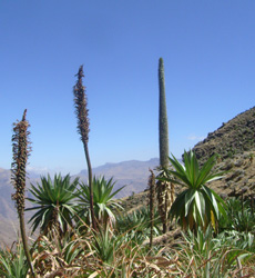 Lobelia Plant Ethiopia