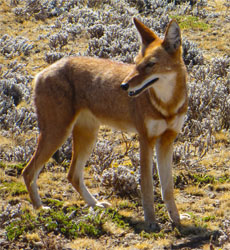 Red Jackal Ethiopian Wolf Bale Mountains