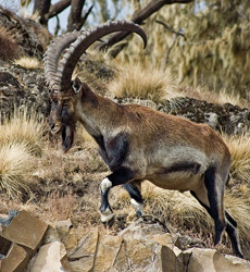 Walia Ibex Ethiopia