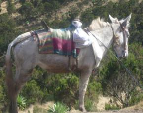 horse riding tours in Ethiopia