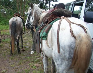 birding tour in Ethiopia - Pygmy