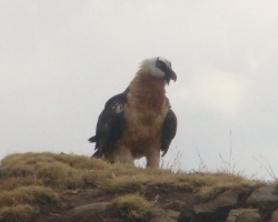 Hiking in Simien Mountains - Lame Gayer