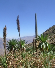 Giant Lobelia in Simien Mountains