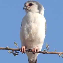 birding tour in Ethiopia - Pygmy