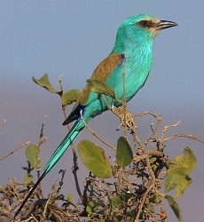 Bird watching tours in Ethiopia - Roller